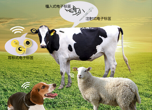 養殖戶畜牧養殖管理解決方案